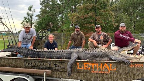 14-foot gator may be the biggest one ever caught in Georgia