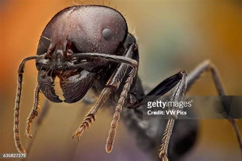 172 Ant Mandible Stock Photos, High-Res Pictures, and Images - Getty Images