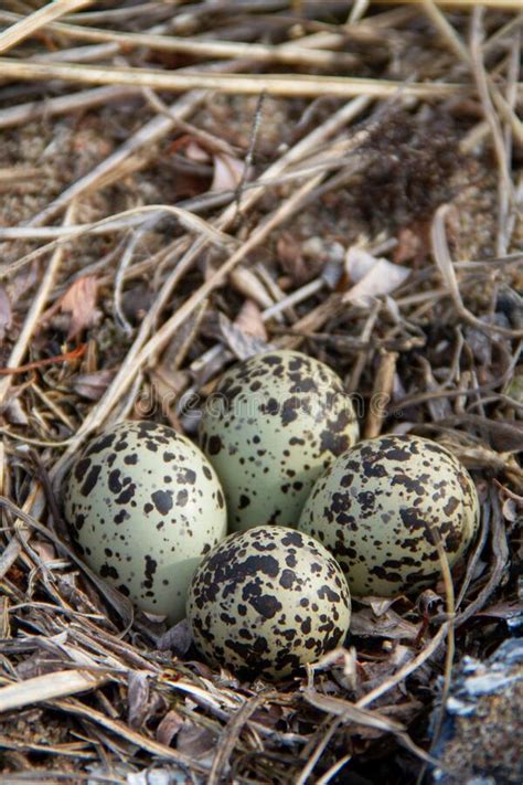 Four Semipalmated Plover Eggs in a Nest Surrounded by Twigs Near Arviat Stock Photo - Image of ...