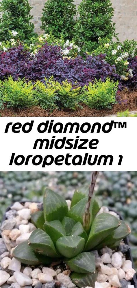 Red diamond™ midsize loropetalum 1 | Plants, Wood planters, Red diamond