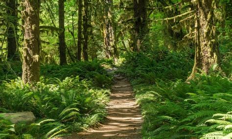 Ultimate Guide To The Hoh Rainforest in Washington For 2022 - Hiking Washington