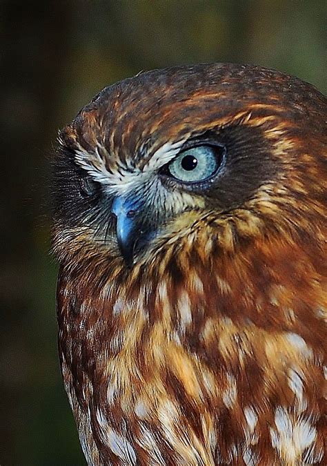 Australia's smallest owl species.. the Boobook Owl, also known as a ...