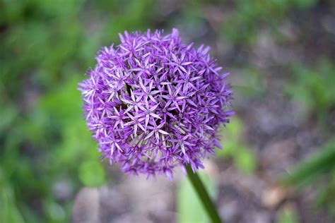 Purple Allium Flower Photograph by Marlin and Laura Hum