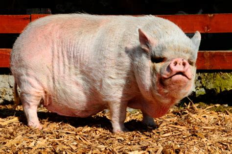 Vietnamese Potbellied Pig Stock Photo - Download Image Now - iStock