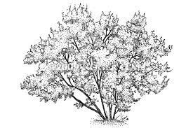 Image result for drawing shrubs tutorial | Картины маслом, Ландшафт, Картины