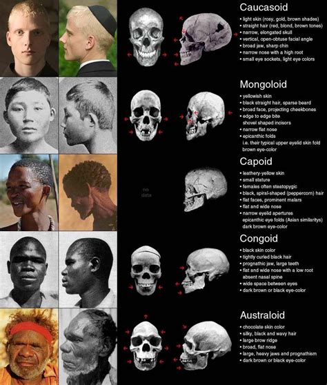 Race science infographics archive [biology, genetics, anthropology, etc] – Thuletide