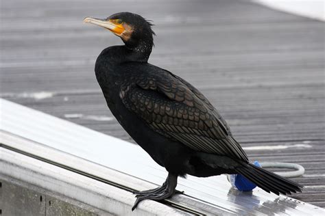 Cormorants at Chichester Marina/cormorant_2612095817