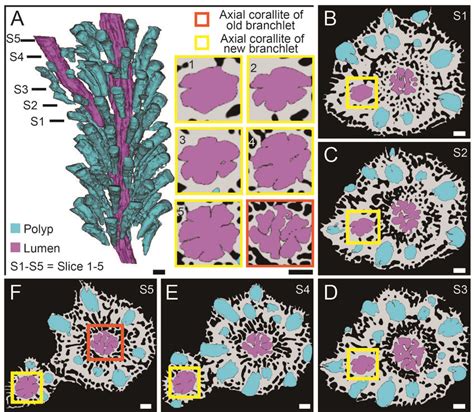 Three-dimensional reconstructions visualizing the axial corallite... | Download Scientific Diagram