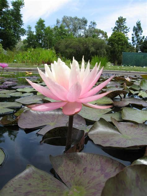 Ellisiana water lily - pond plants - water lilies - aquatic plants - DW03 - Lincolnshire Pond Plants