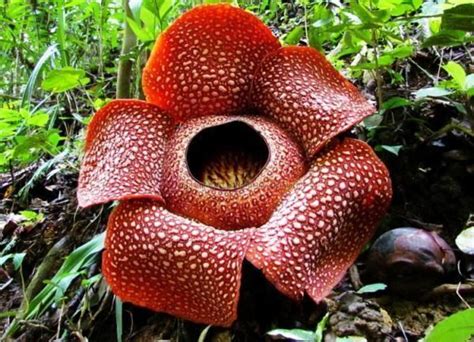 Rafflesia arnoldii - Alchetron, The Free Social Encyclopedia