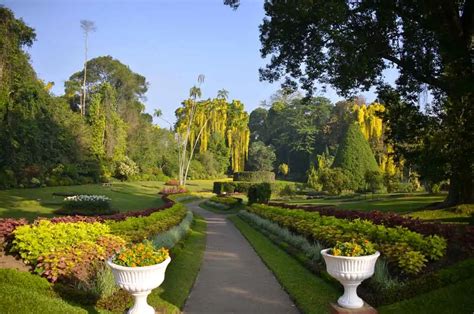 Peradeniya Botanical Gardens In Sri Lanka | Fasci Garden