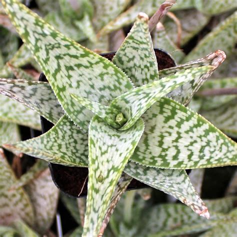 Species Spotlight - Aloe Plant Care | The Succulent Eclectic