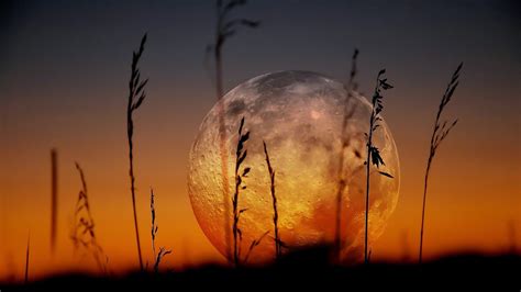 moon, Zoom, Landscapes, Plants, Sunset, Nature, Earth Wallpapers HD / Desktop and Mobile Backgrounds