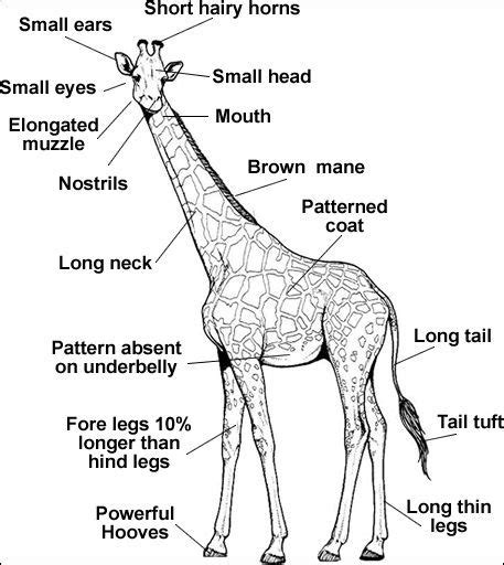 Giraffe Anatomy | Neck, Hide and Horns of a Giraffe | Giraffe facts ...