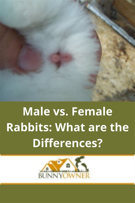 Male vs female rabbits what are the differences – Artofit