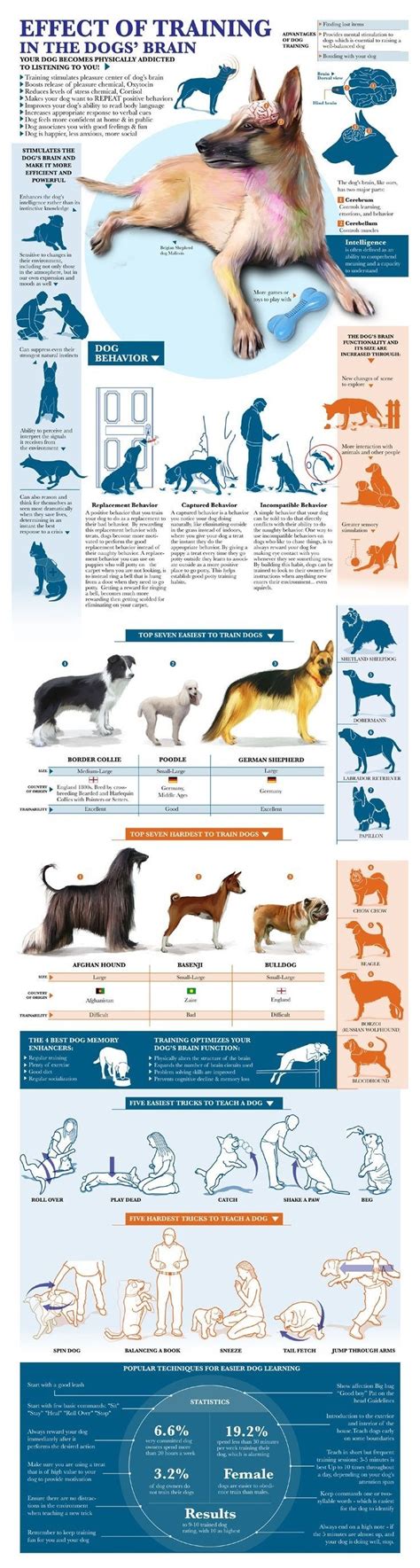 Housetraining Your Puppy or Dog | Dog training, Training your dog, Dog care