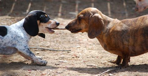 Pulling for you! | Rescue dogs, Dogs, Dachshund