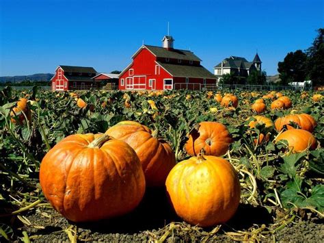 The Barn | Pumpkin patch, Pumpkin field, Growing pumpkins