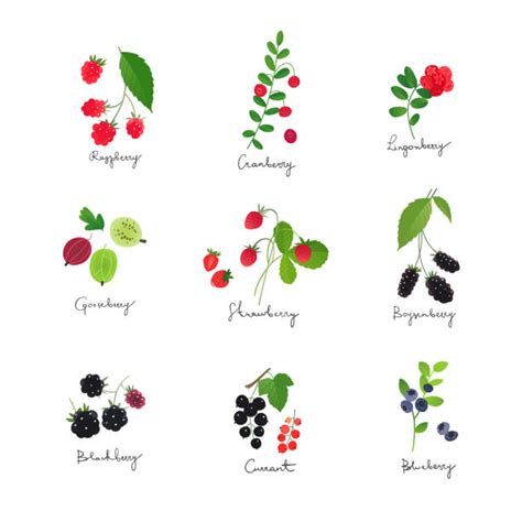 Blueberry Bush Clip Art Illustrations, Royalty-Free Vector Graphics ...