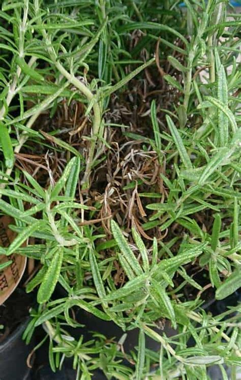 Why is my Potted Rosemary Drying Out? – Gardener Report