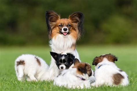 20 World's Most Friendly Dog Breeds (based on genetic personality traits)