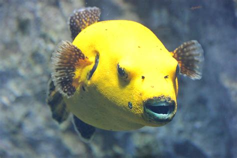 Pufferfish, Aquarium, Lyon, France | Balloon fish, Fish pet, Underwater ...