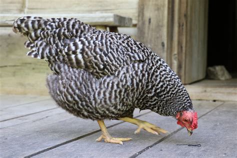 Dominique Chicken: Everything You Need To Know (Care Guide)