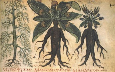 Solanaceae: Mandrake