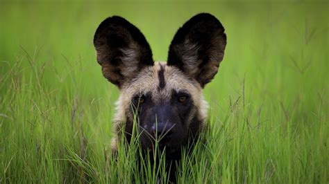 7 African wild dog HD Wallpapers | Backgrounds - Wallpaper Abyss