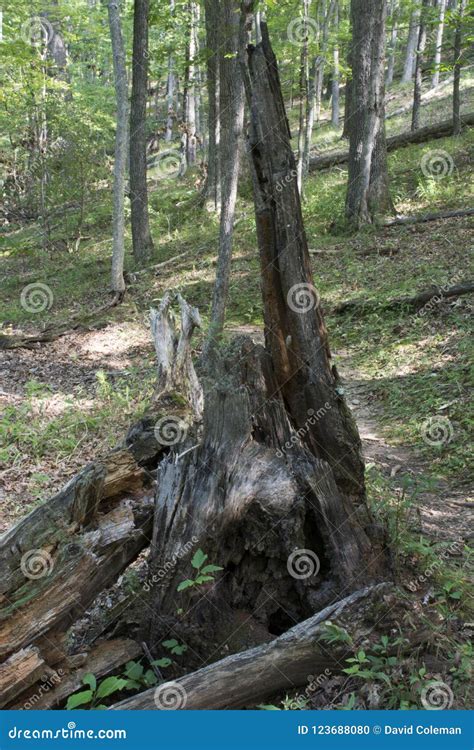 Rotting stump beside trail stock photo. Image of texture - 123688080