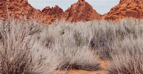 A dirt field with bushes and a mountain in the background photo – Red ...