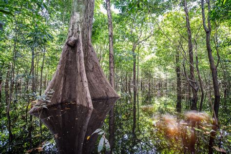 Anavilhanas Jungle Lodge - Luxury in the heart of the Amazon