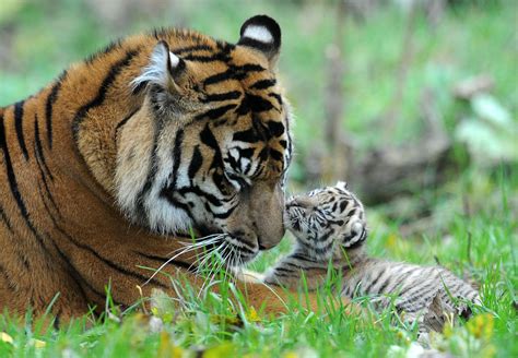 Sumatran Tiger Cubs Make Debut At Chester Zoo (PHOTOS) | HuffPost