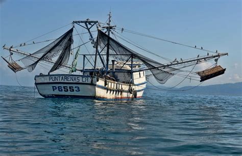 New bill could bring shrimp trawling back to Costa Rica – depending on whom you ask – The Tico ...