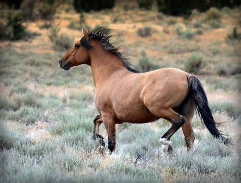 Kiger Mustang Stallion | Wild horses photography, Mustang horse, Kiger mustang