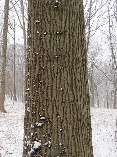 Pin Oak bark detail (Quercus palustris) LaBagh Woods Chica… | Flickr