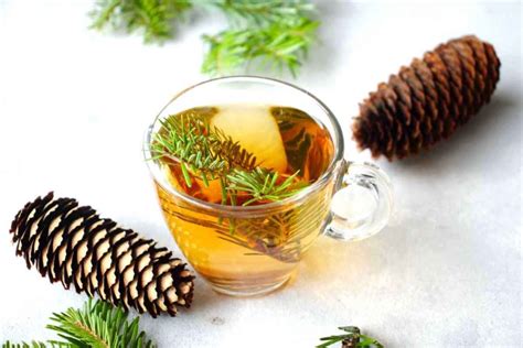 Spruce tip tea for vitamin C and wellness - SimplyBeyondHerbs