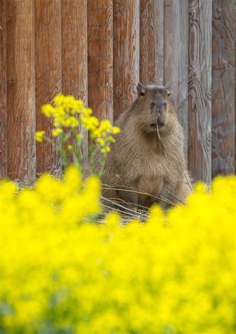 Cute Capybara Lying on the Field Stock Photo - Image of american, grass: 94850580