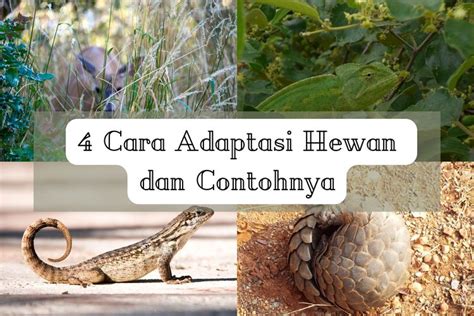 Foto : 4 Cara Adaptasi Hewan dan Contohnya