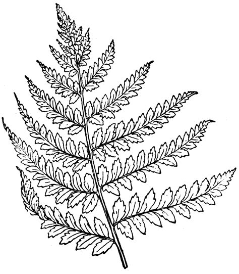 Fern Drawing Clipart