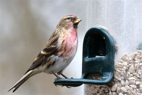 Redpoll