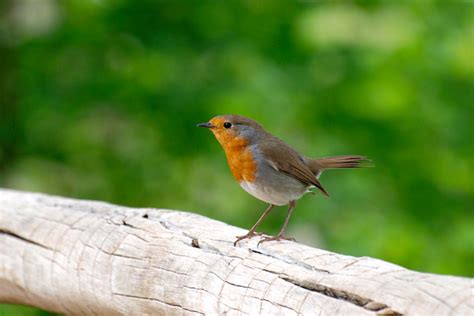 erithacus rubecula ~ Animal Photos ~ Creative Market