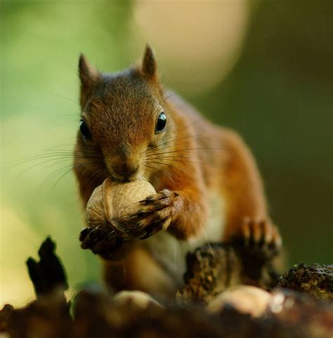 Brown squirrel eating acorn in tilt-shift photography HD wallpaper ...