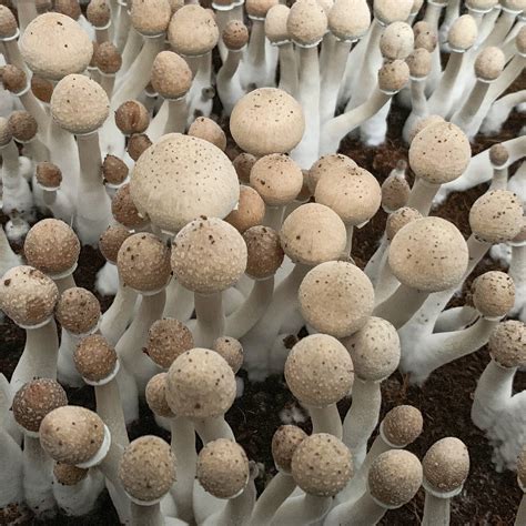 Are North Spore Mushrooms Psychedelic? – The Shroomz Store