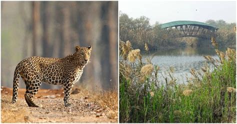 Leopard Caught Alive In Delhi For The First Time From Yamuna ...