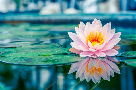 25573706 – beautiful pink lotus, water plant with reflection in a pond – TriciaMolloy.com