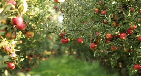 50+ Places for the Best Apple Picking Near Me - Days Out On The Farm