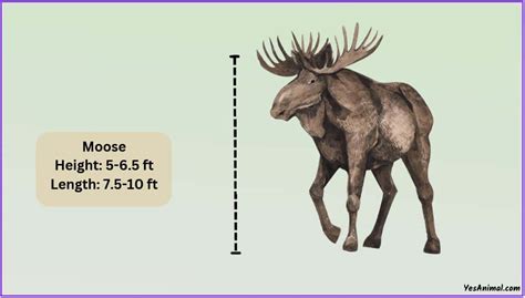 Moose Size: How Big Are They Compared To Others?