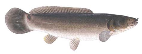 What Do Freshwater Dogfish Eat