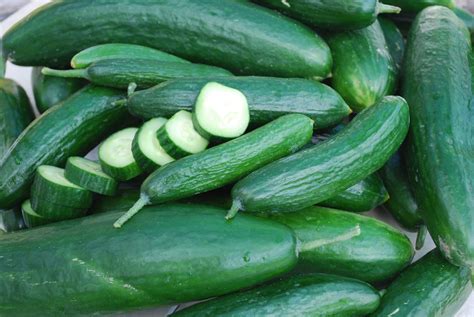 Bulk: Muncher Burpless Cucumber Seeds — Seeds 'n Such